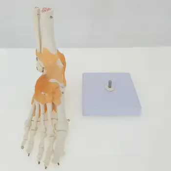 Функциональный сустав стопы со связками Анатомическая модель Скелета Медицинская Анатомия Дисплей в натуральную величину Учебные материалы